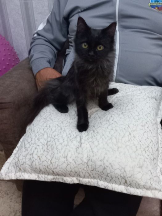 Бесплатно девочка 2,5 месяца