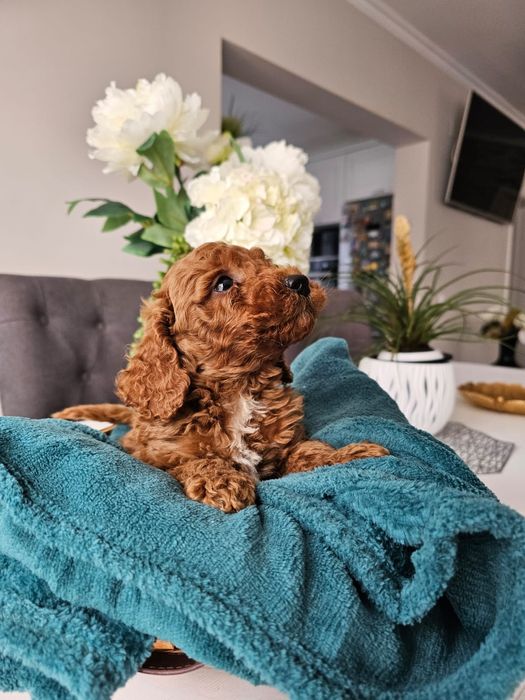 Pudel mic 2 luni/microcip