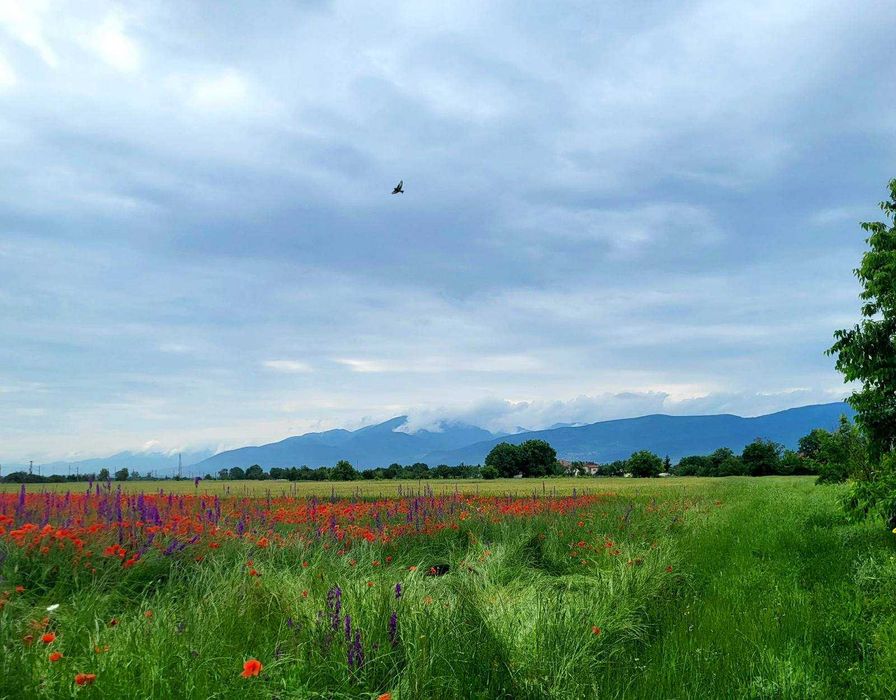 Парцели за жилищно застрояване в с. Крумово 43 200€