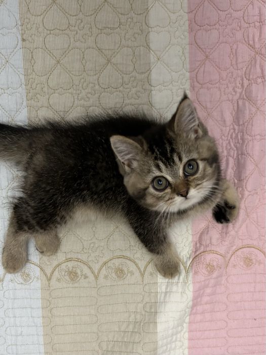 3 малышa шиншиллы