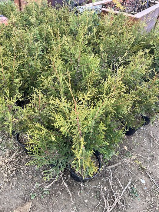 Tuia Brabant gard viu