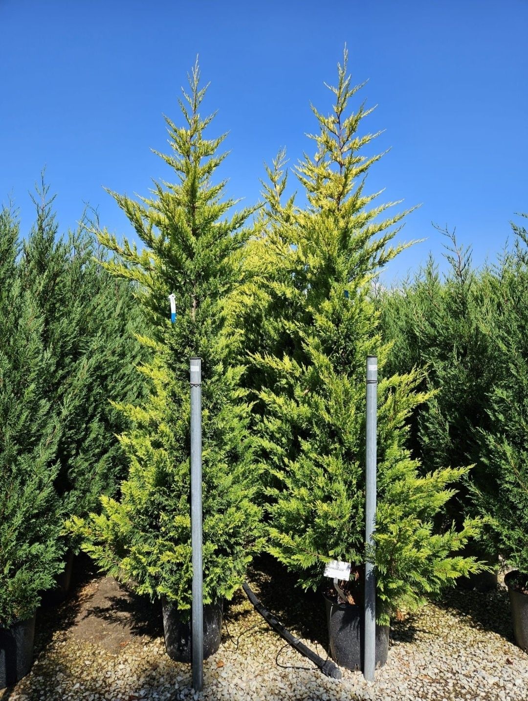 Cupressus leylandii 1.5 - 4m/ gard viu/ perdea verde naturala