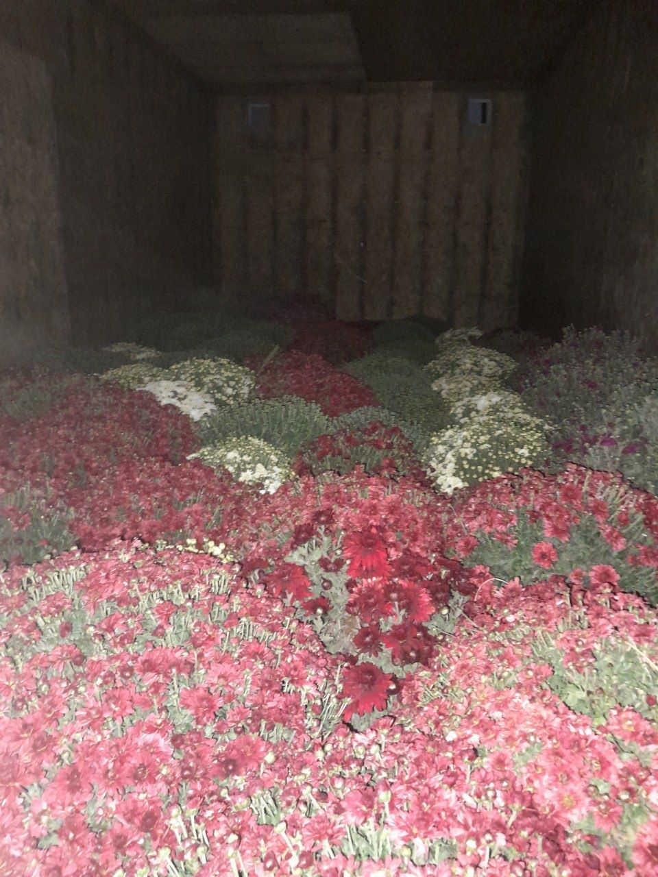 Хризантема гуллари сотувда
