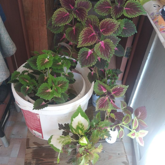 Колеусы разной расцветки