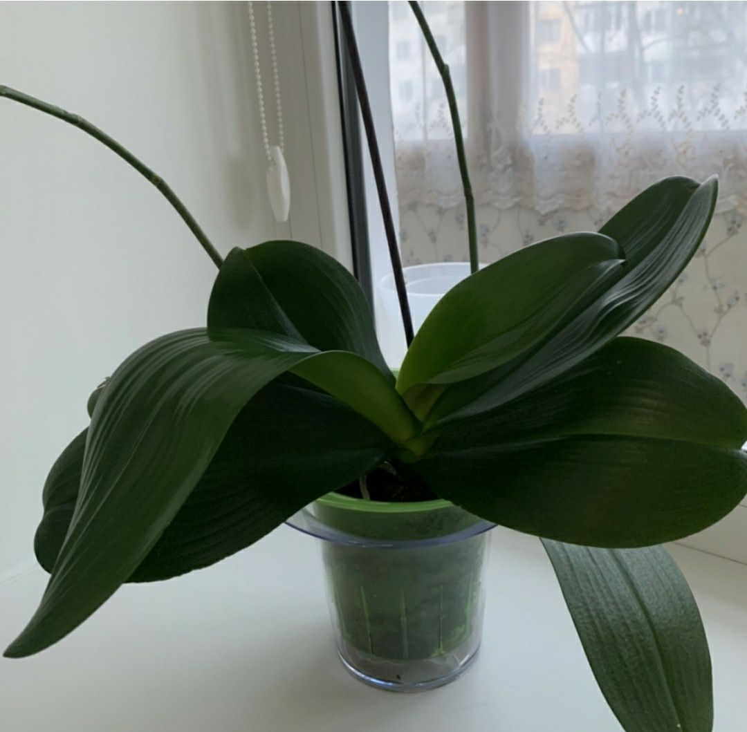 Кашпо для орхидеи  (1 л), зеленый, прозрачный