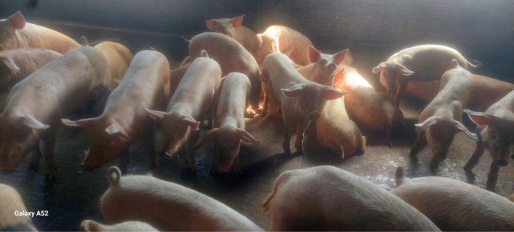Продавам прасета