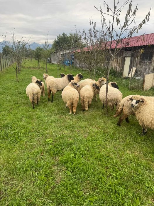 Vand 10 oi tinere de 2 ani la 800 ron buc.