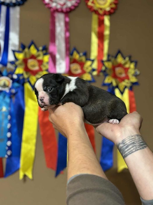 Boston Terrier cu pedigree