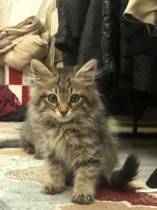 Бесплатно отдам Котенки