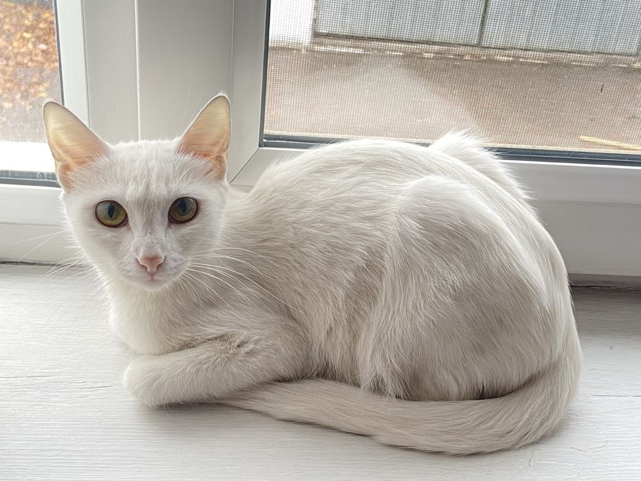 Кошка бесплатно, белоснежная