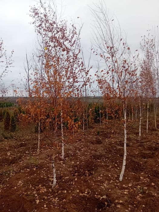 Vând mesteacăn alb ornamental