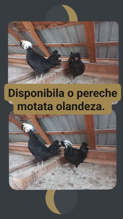Vând pereche motata olandeza