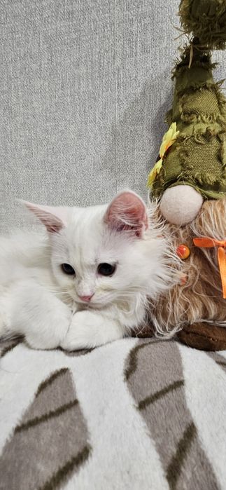 Котёнок ищет дом