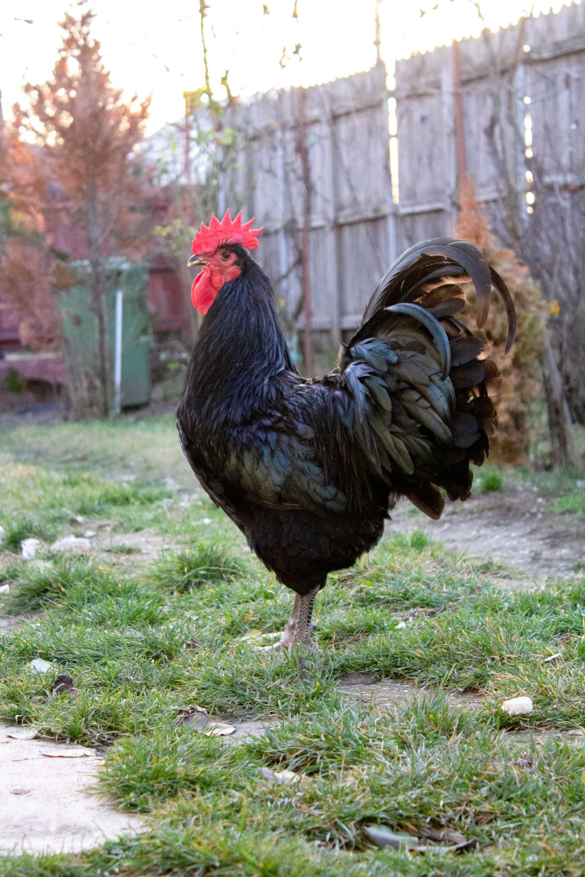 Australorp-rasa mixta carne oua