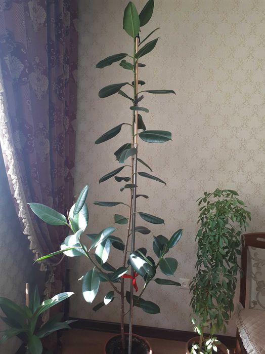 большие комнатные растения фикус продам