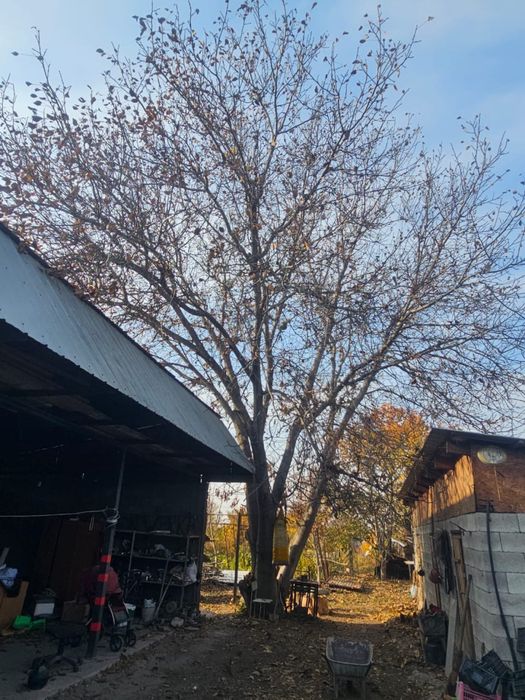 Продам дерево орех