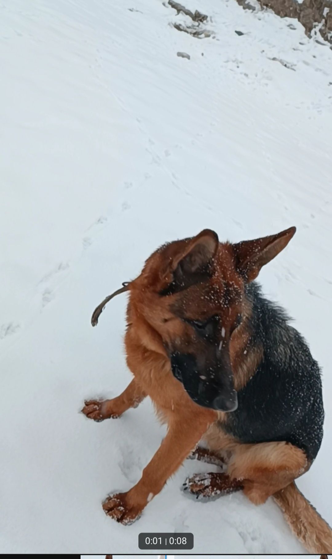 Немецкий овчарка