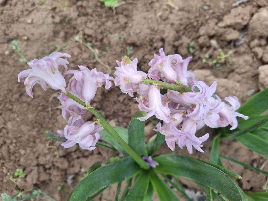 Har xil rangli lolalar narsis va geosintlar