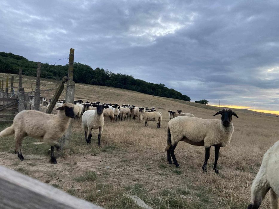 Vând oi țigăi 40 bucăți