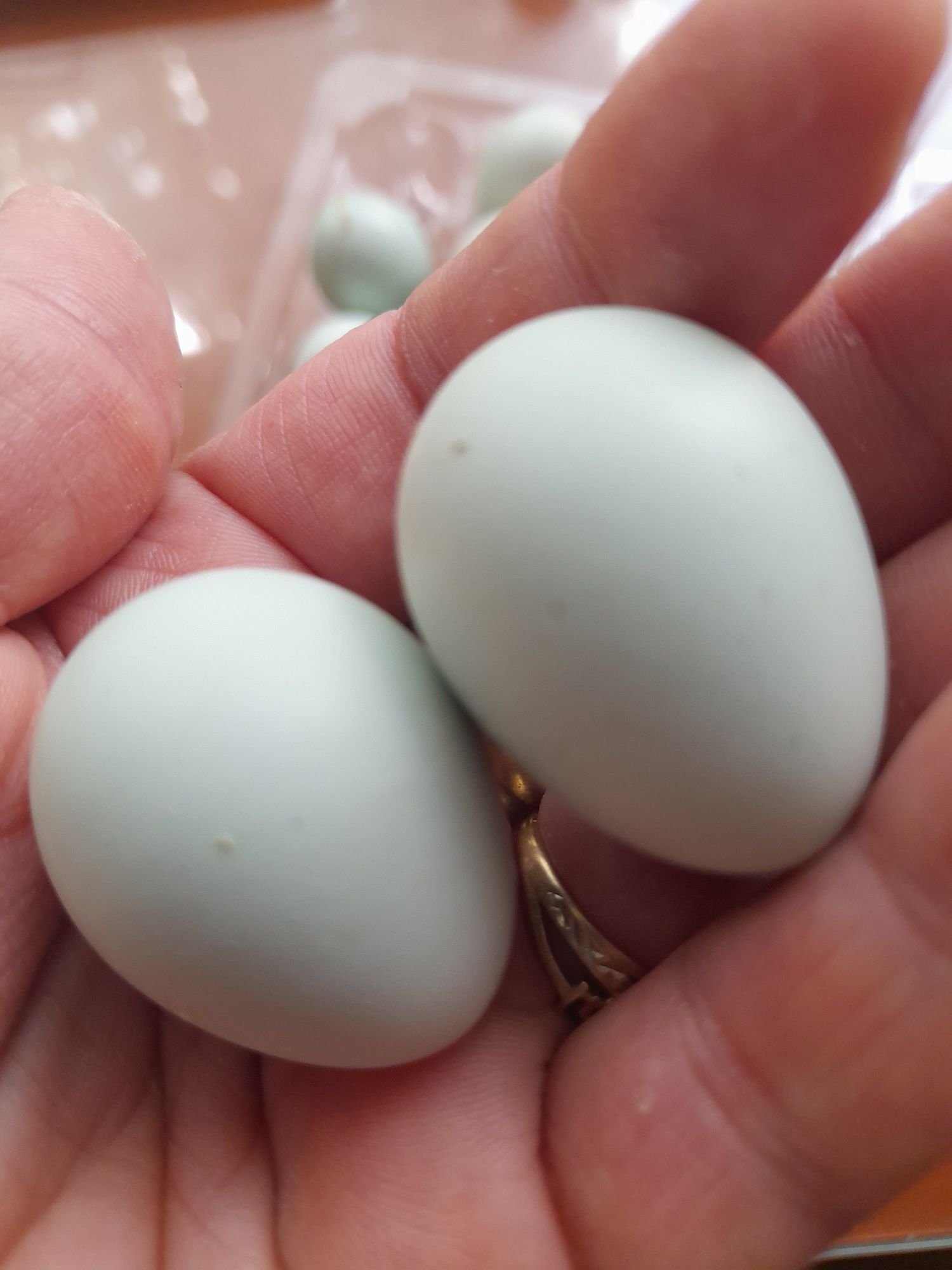 Oua prepelita Celadon pentru incubat