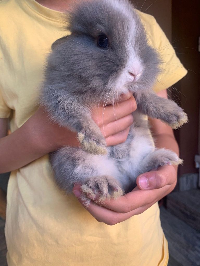 Iepuri cap de leu,angora