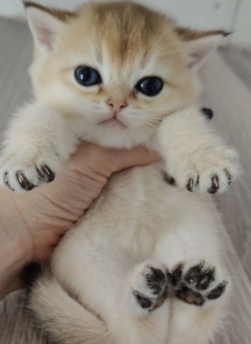 Продаются  котята золотая  шиншила    1месяц