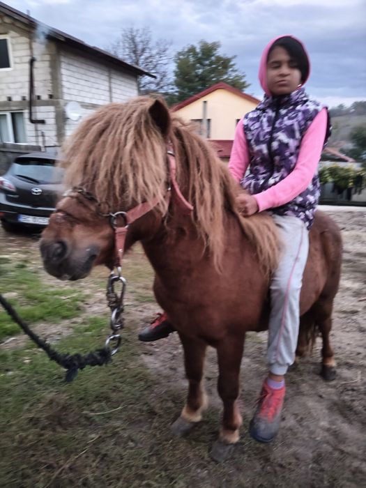 Vând urgent ponei armăsar foarte cuminte