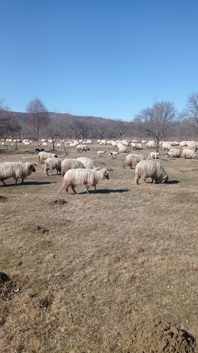 Vând 50 oi țurcane tinere gestante