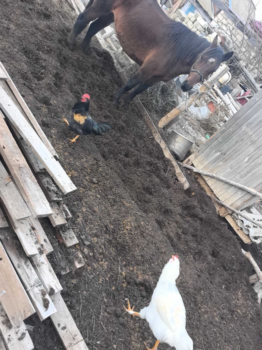 Перегной, конский навоз