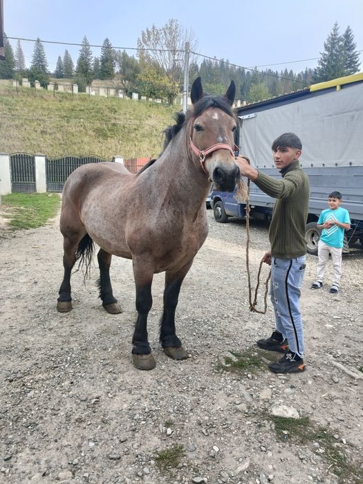 Vând cal de 8 ani