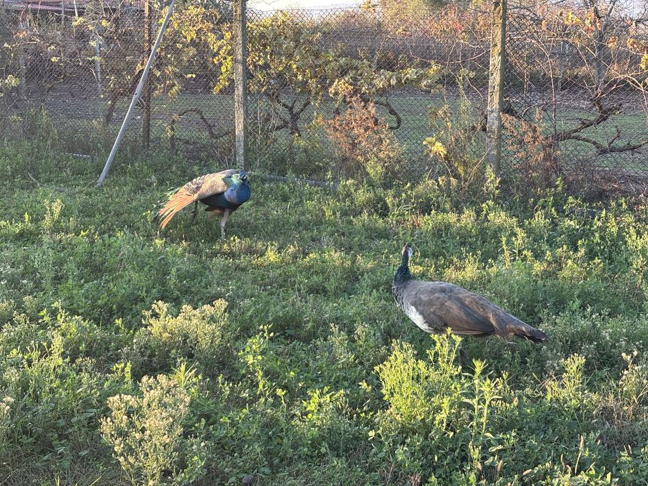 Чифт пауни мъжки женски