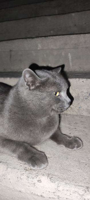 Mushuk 2 yosh hadiyaga beriladi