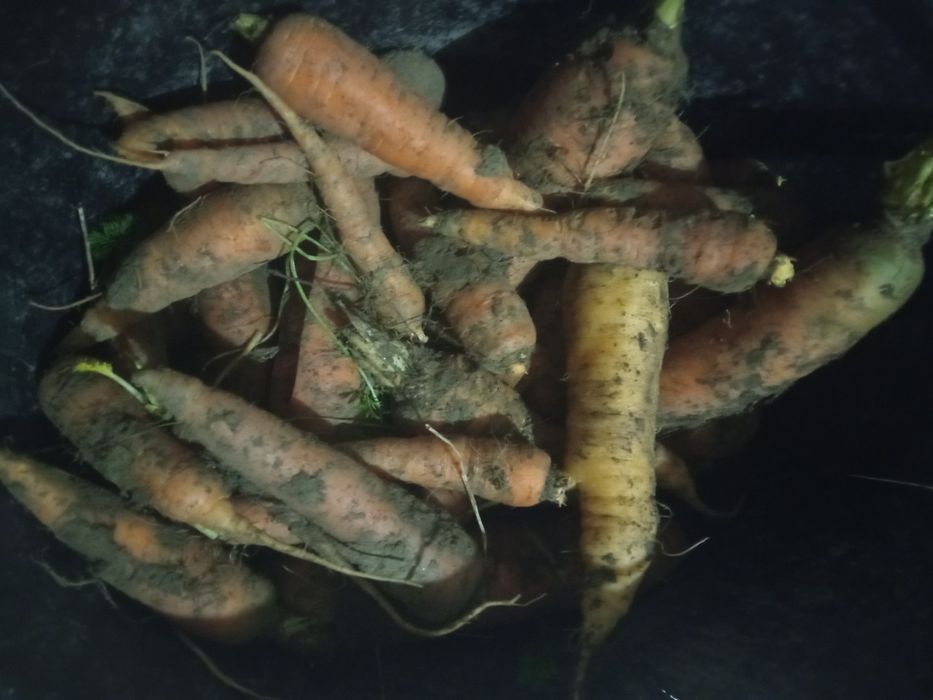 Vînd morcovi de calitate