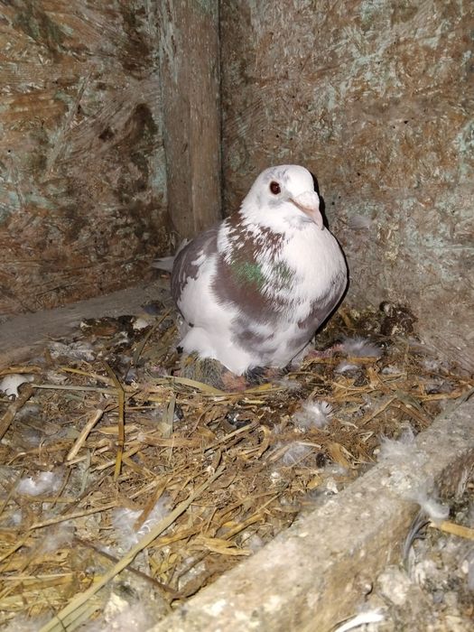 Porumbei voiajori frumoși