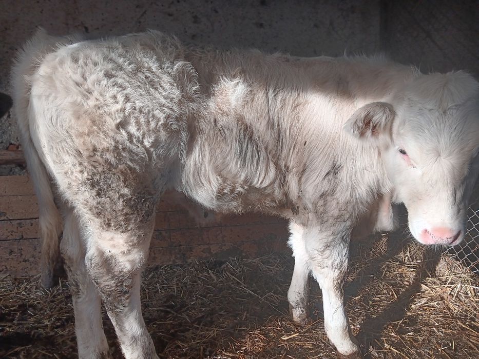Vând vitea alba preț negociabil