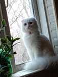 Дарим бесплатно Scottish fold