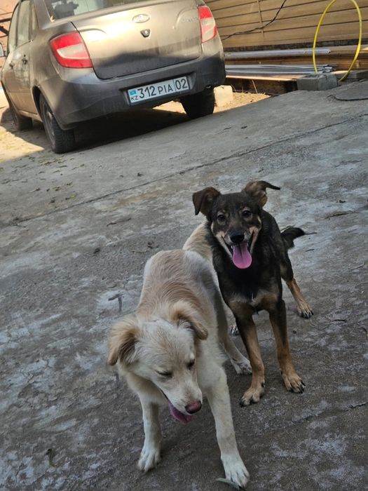 Щенки мальчики возрастом шесть месяцев ищут дом