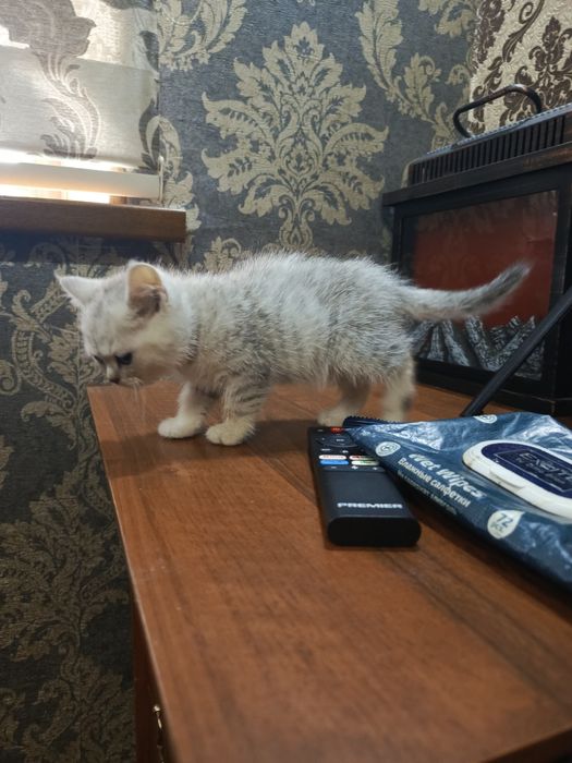 серебристый шиншеллa