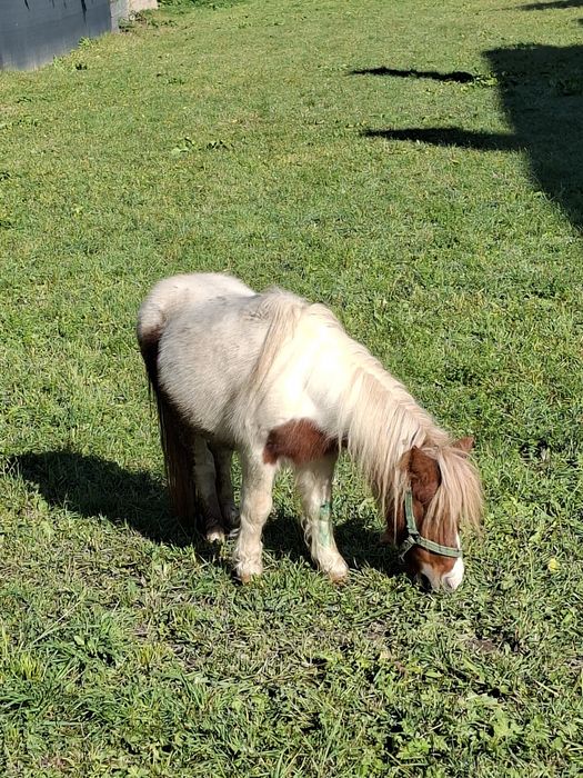 Vând poneiță talie mică
