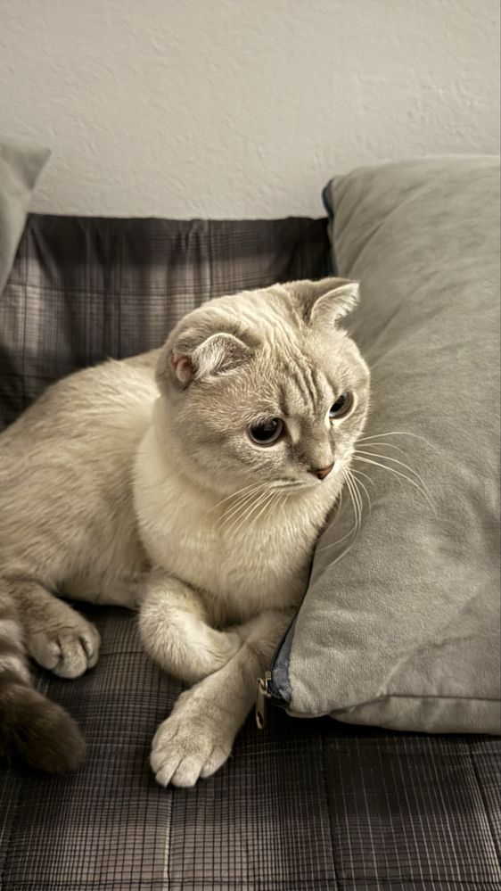 Кот шотланский вислоуха