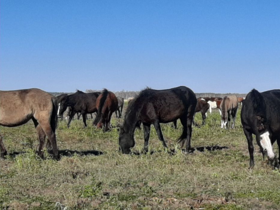 Продам лошадей в табуне.