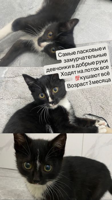 Ласковые умные девчонки ищут дом