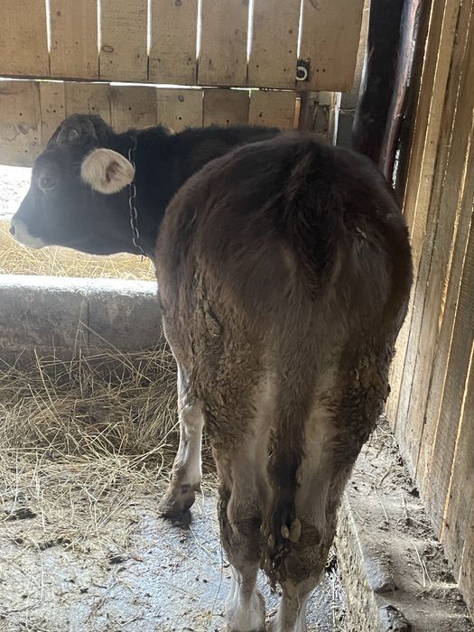 Tauras de vanzare bruna de maramures