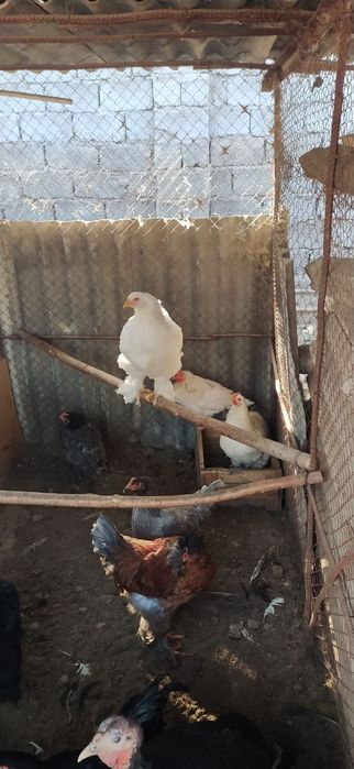 Продаются Чистые домашние куры