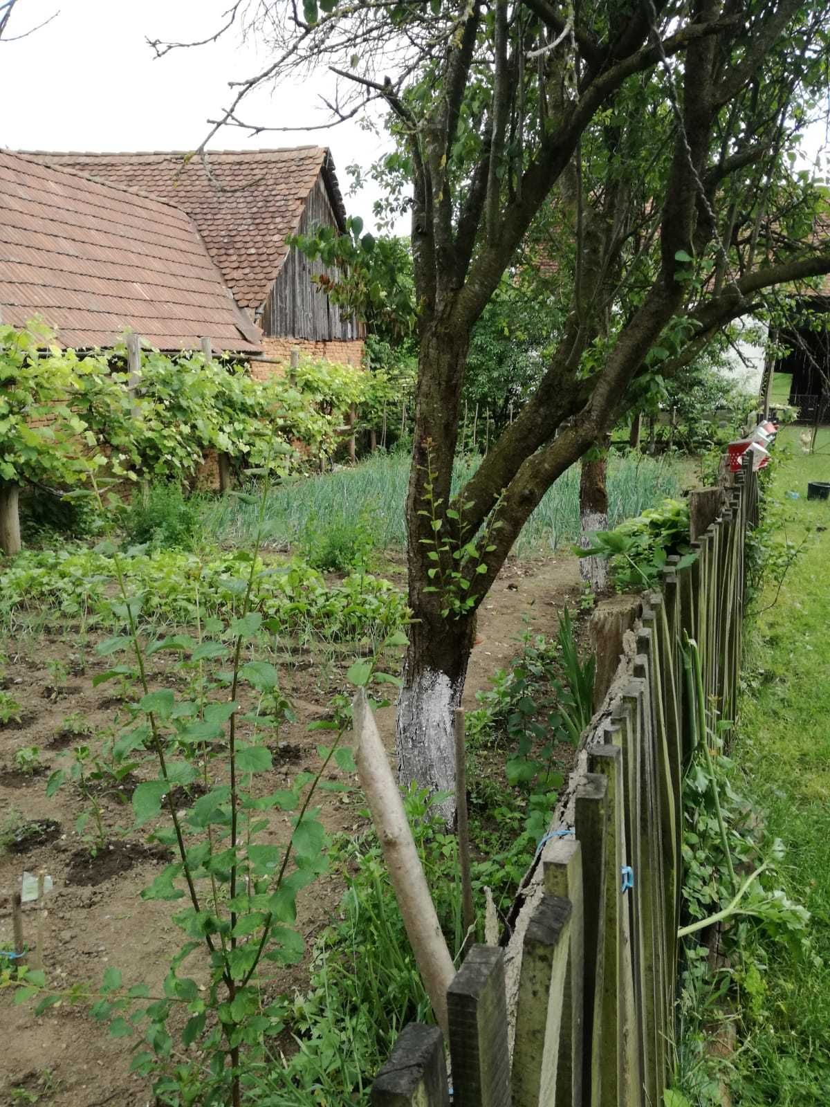 Casa Off Grid si Teren in zona retrasa