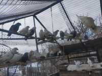 Срочно Продам голубей