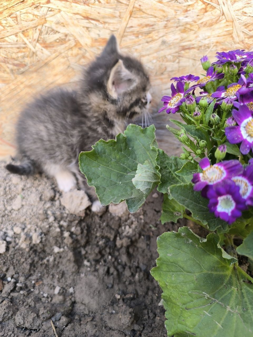 Котята, отдам даром
