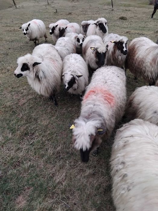 Vand Oii sau schimb cu vitea