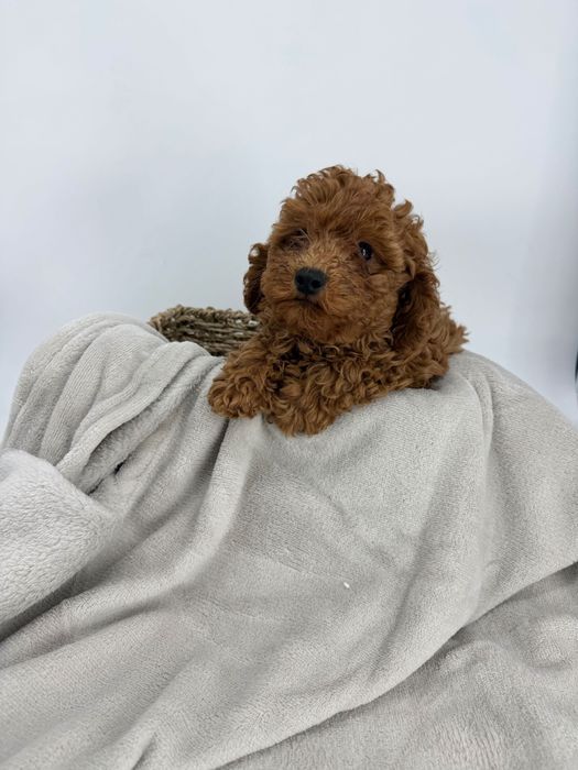 Пудел Мини-Той/ Poodle