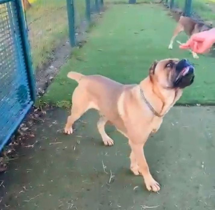 Mascul Cane Corso Formentino cu pedigree FCI, 1 an, dresat